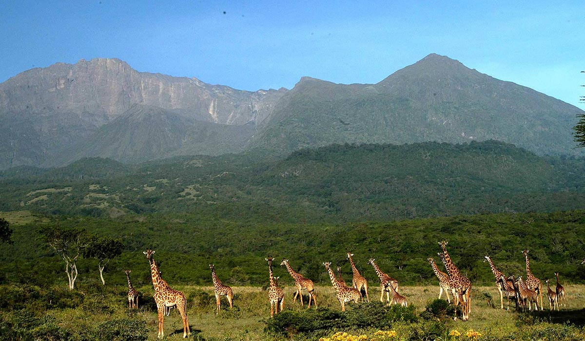 Lemosho vegetation